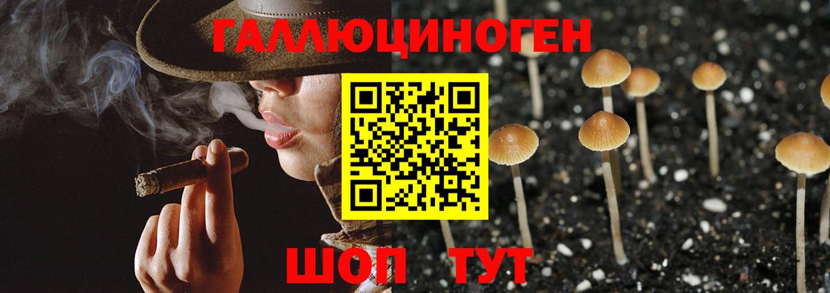 Псилоцибиновые грибы Psilocybine cubensis Избербаш